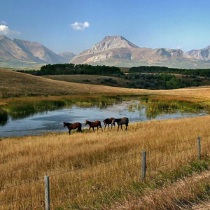 Willow Creek